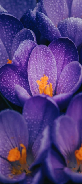 Purple Flowers with Dew