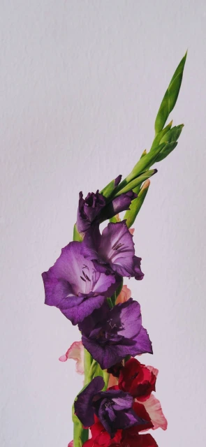 Purple Gladiolus Bloom
