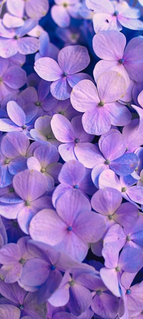 Purple Hydrangea Blooms
