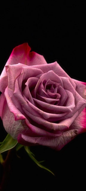 Purple Rose Close Up