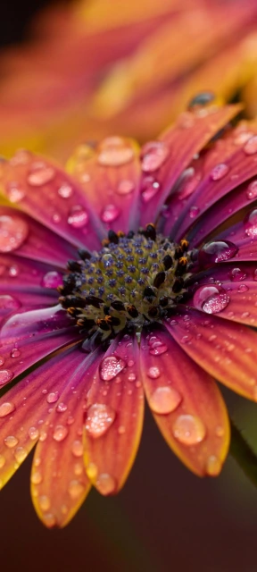 Raindrop Flower Closeup