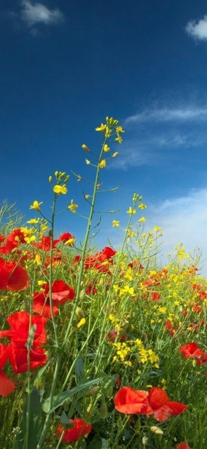 Red and Yellow Flowers Field