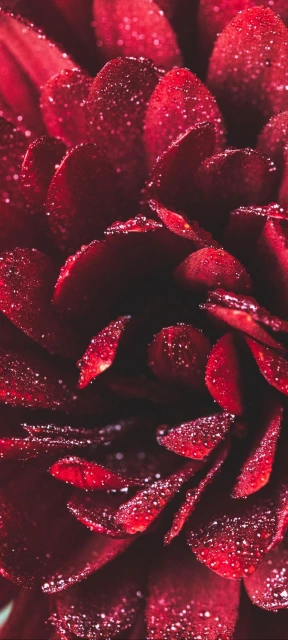 Red Flower with Dew