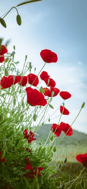 Red Poppies Field