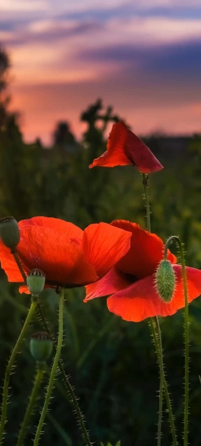 Red Poppies Sunset Field
