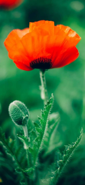 Red Poppy Flower Close up