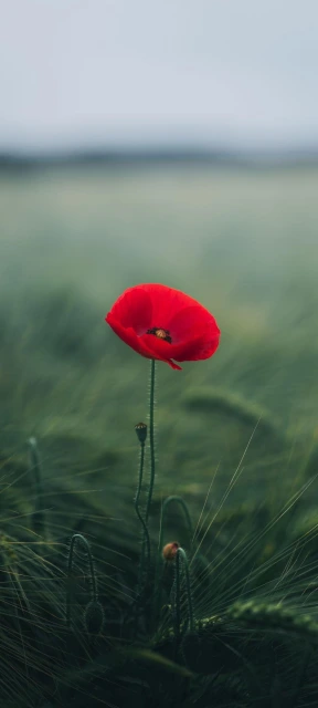 Red Poppy in Field