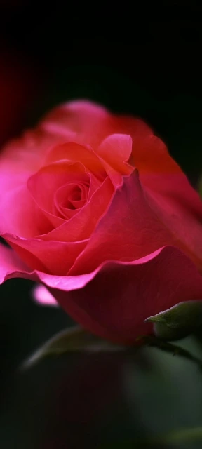 Red Rose Close up 2