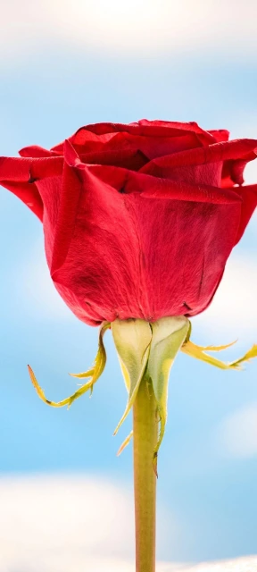 Red Rose Close Up 3
