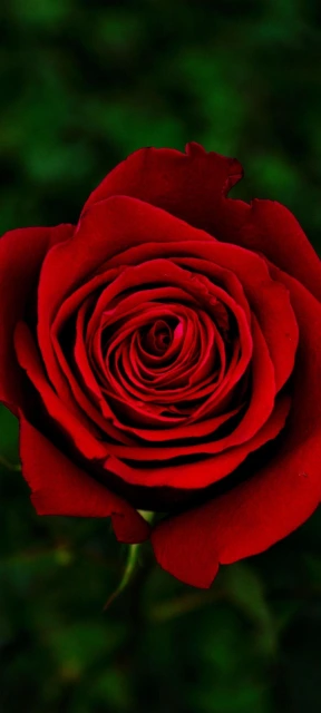 Red Rose Close up 4