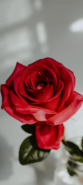 Red Rose Close Up 6
