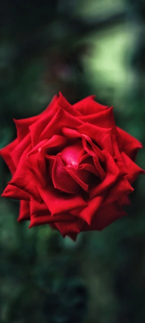 Red Rose Close Up