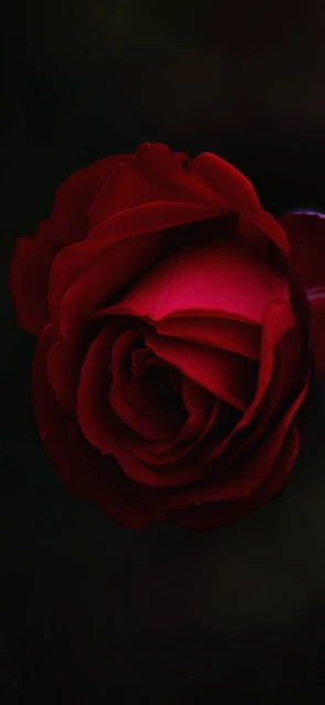 Red Rose Close Up 7