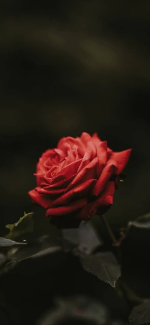 Red Rose Close Up 8