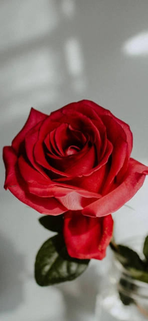 Red Rose Close Up 9