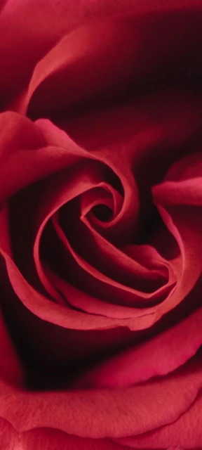 Red Rose Closeup