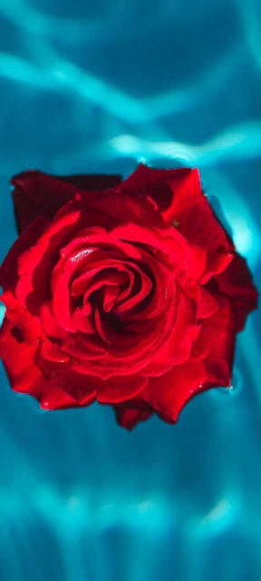Red Rose in Blue Water