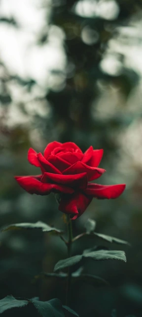 Red Rose in Garden