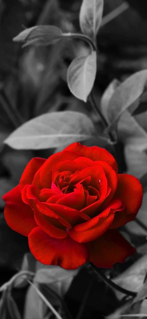Red Rose on Black and White Background