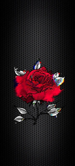 Red Rose on Black Background 1