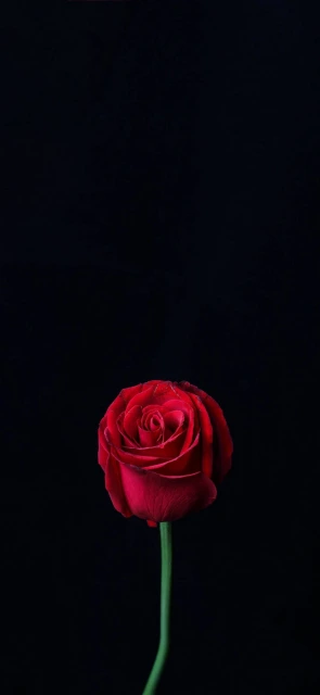 Red Rose on Black Background 2