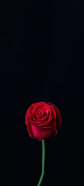 Red Rose on Black Background