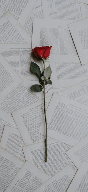 Red Rose on Books