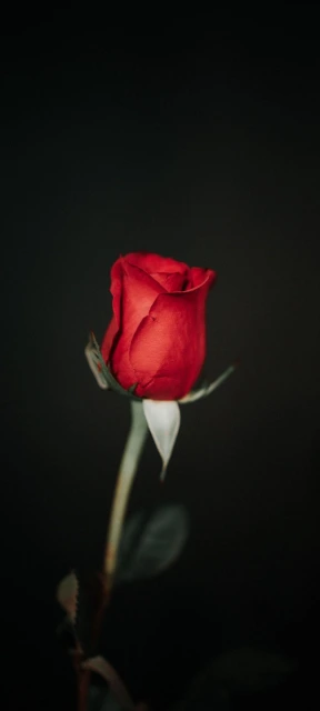 Red Rose on Dark Background 1
