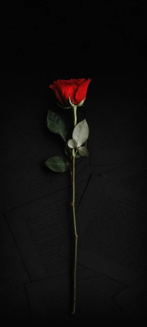 Red Rose on Dark Background