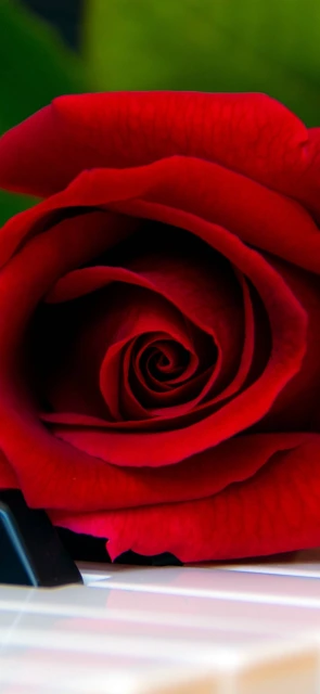 Red Rose on Piano Keys