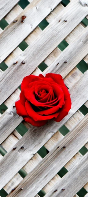 Red Rose on Wooden Lattice