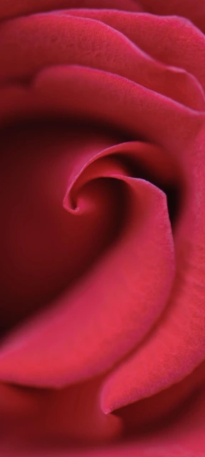 Red Rose Petal Closeup