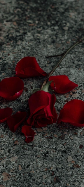 Red Rose Petals on Ground