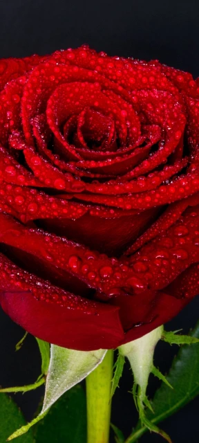 Red Rose with Dew 4