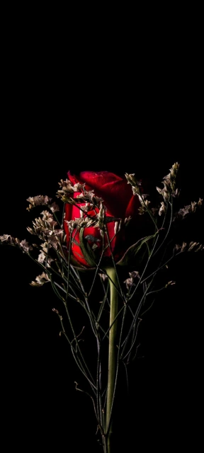 Red Rose with Dry Flowers