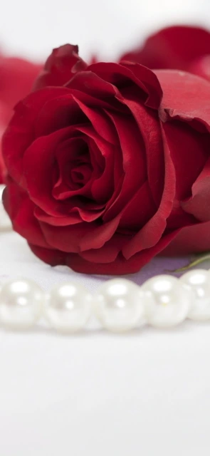 Red Rose with Pearls