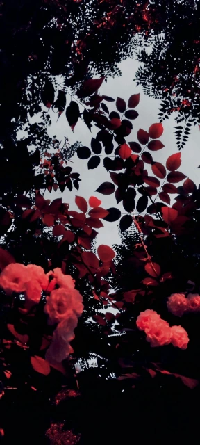 Red Roses and Leaves