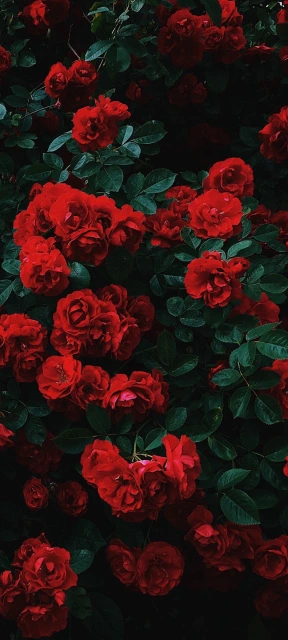 Red Roses Bush 1