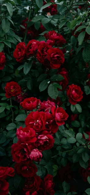 Red Roses in Garden