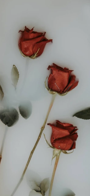 Red Roses in Water