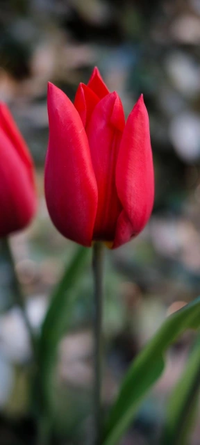 Red Tulip Close Up