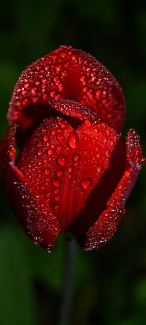Red Tulip with Dew
