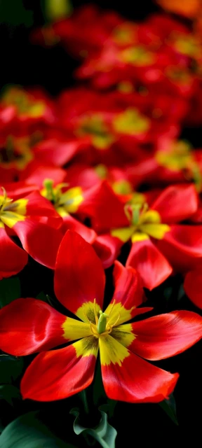 Red Tulips Close Up