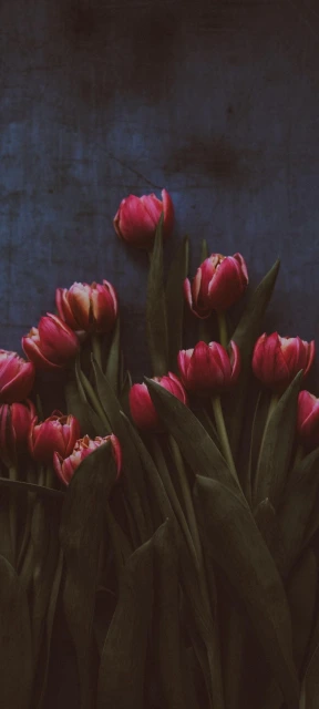 Red Tulips on Dark Background