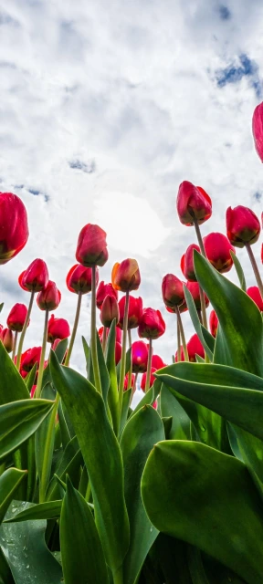 Red Tulips Under Cloudy Sky