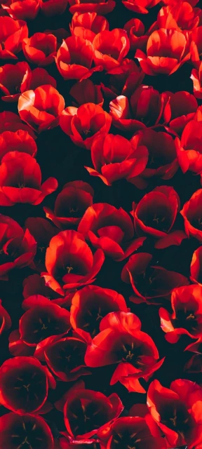 Red Tulips Wallpaper