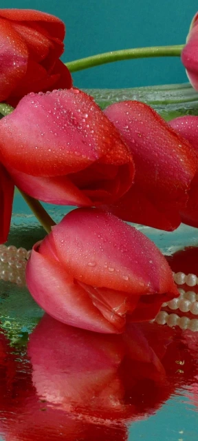 Red Tulips with Dew