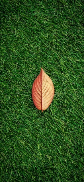 Single Brown Leaf on Green Grass