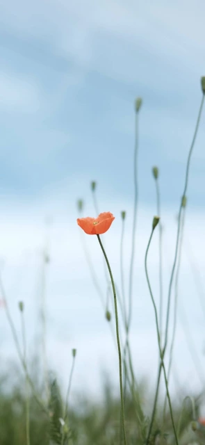 Single Poppy in Field