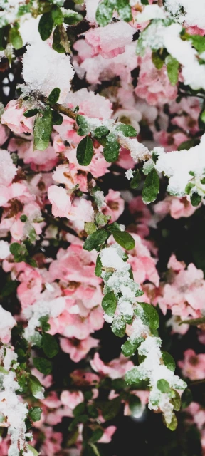Snow on Pink Flowers